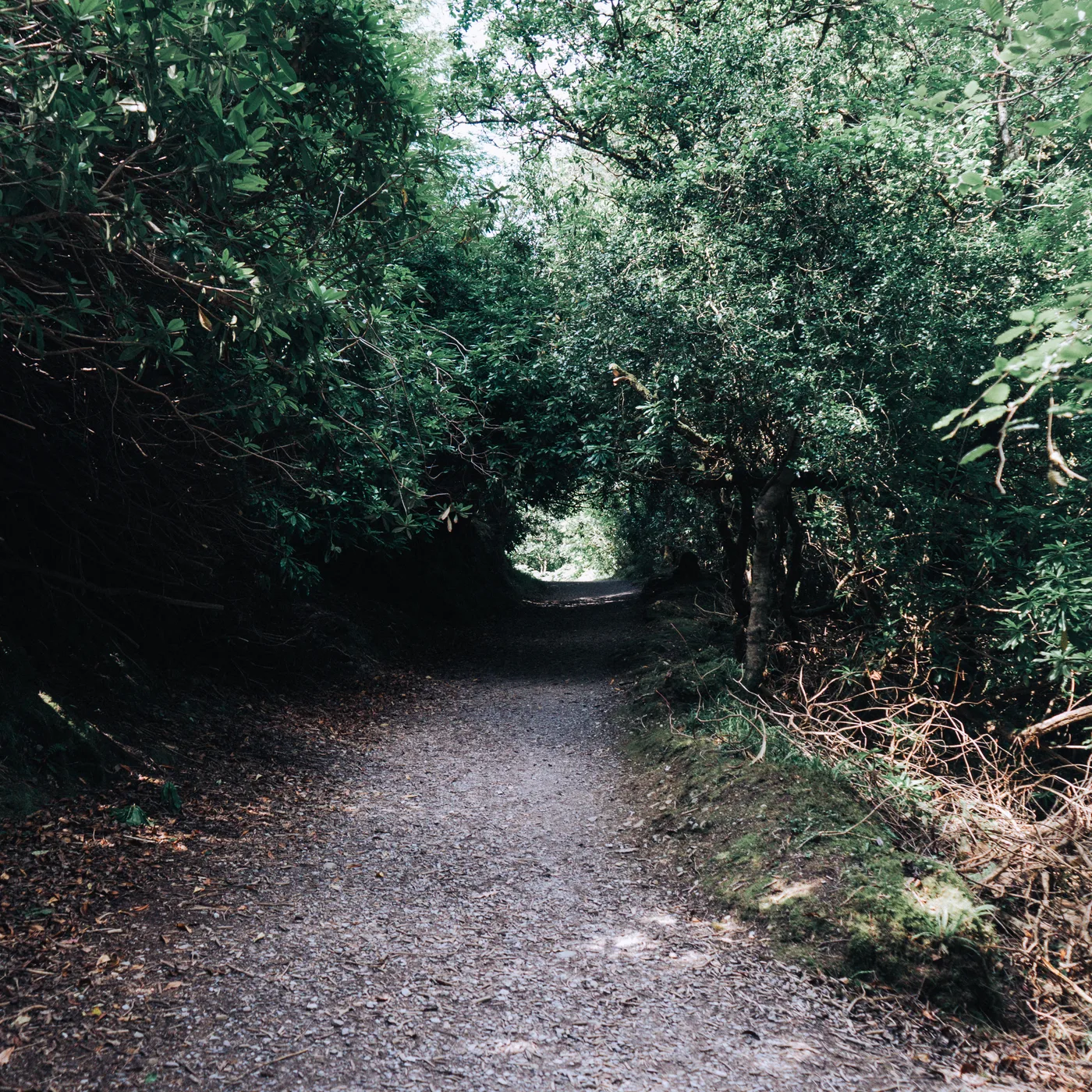 Ireland 2025 - Ireland 25 03594