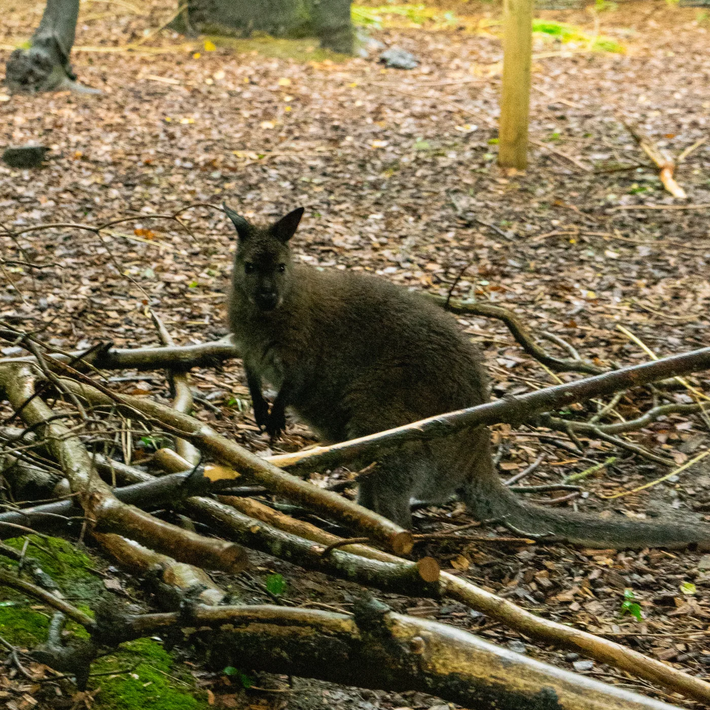 Port Lympne May 2025 - Portlympne 02894