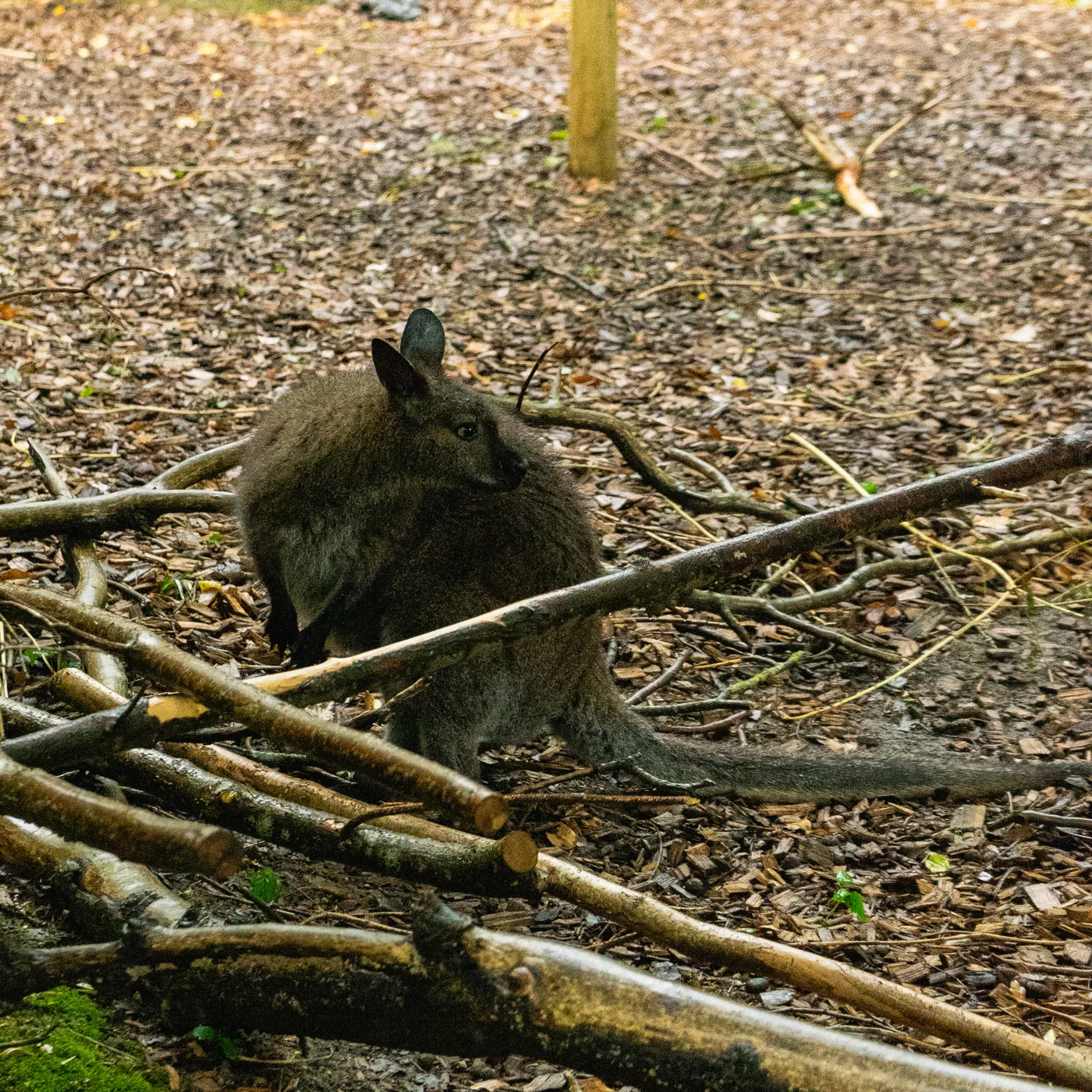 Port Lympne May 2025 - Portlympne 02895