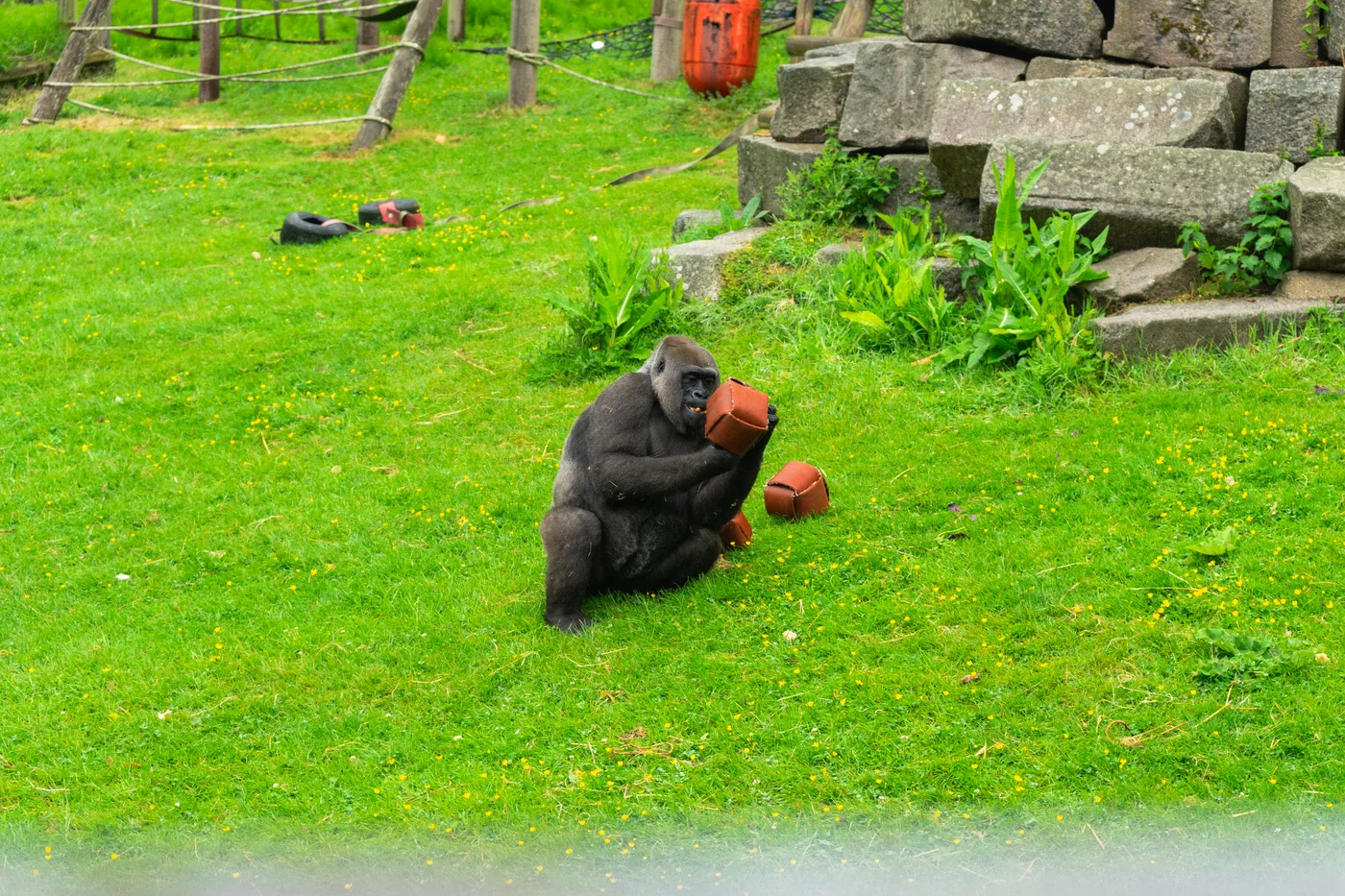 Port Lympne May 2025 - Portlympne 02922
