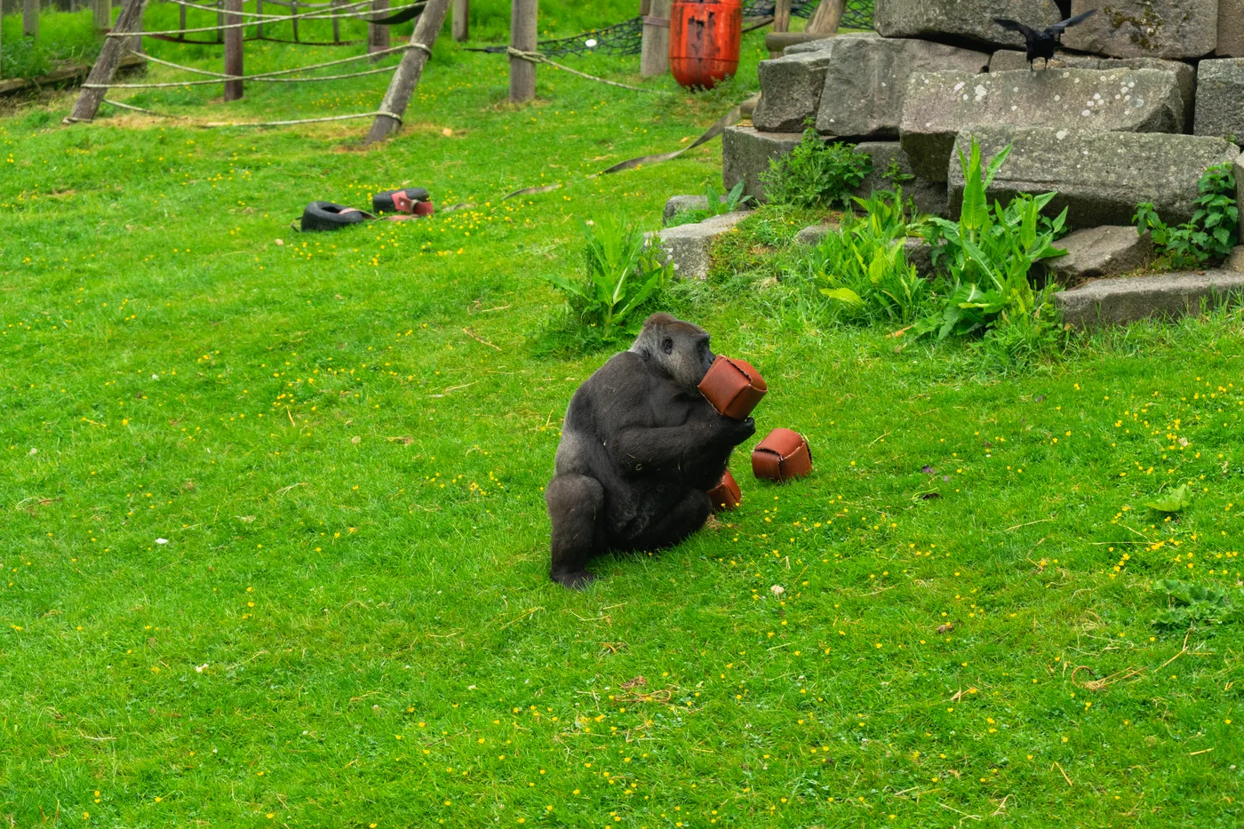 Port Lympne May 2025 - Portlympne 02923