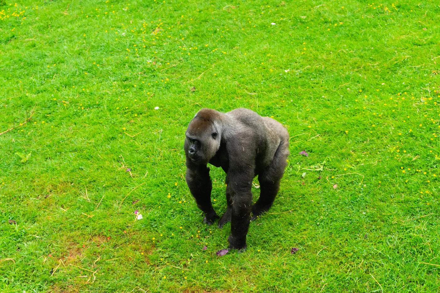 Port Lympne May 2025 - Portlympne 02924