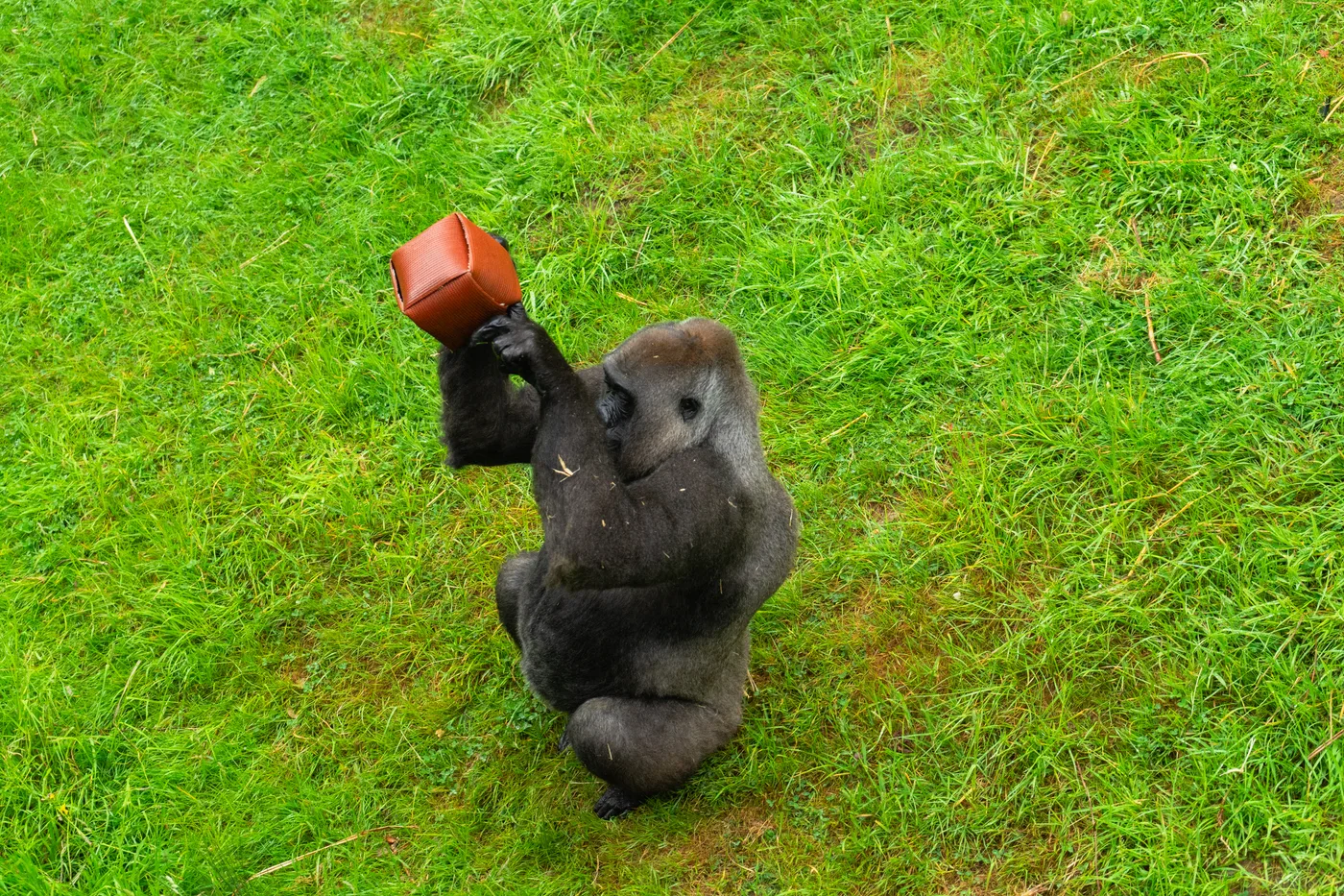 Port Lympne May 2025 - Portlympne 02925