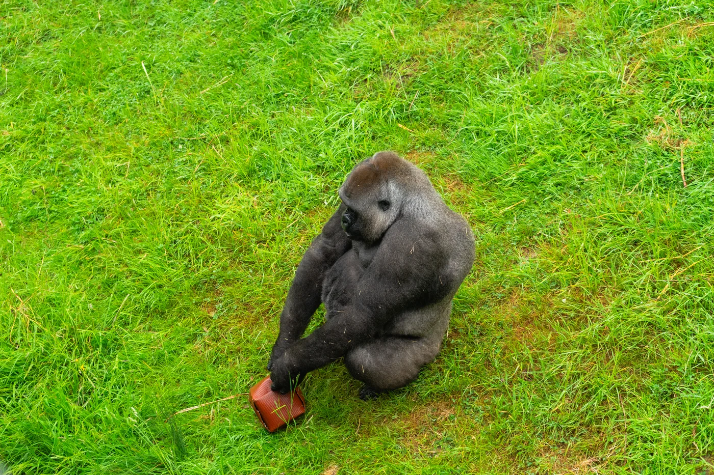 Port Lympne May 2025 - Portlympne 02926