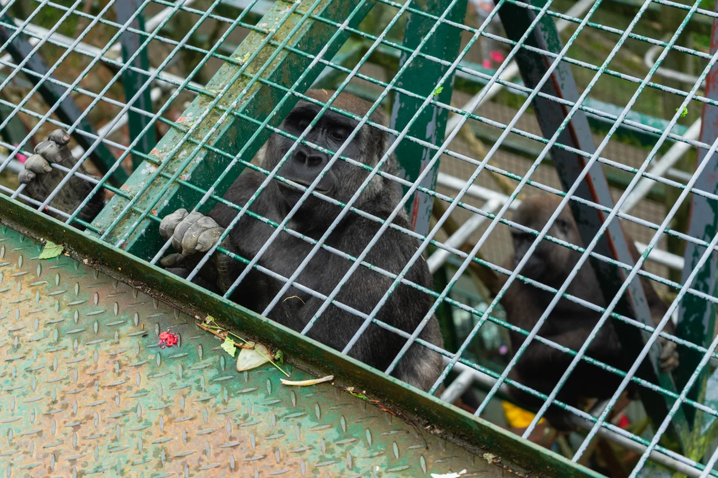 Port Lympne May 2025 - Portlympne 02930