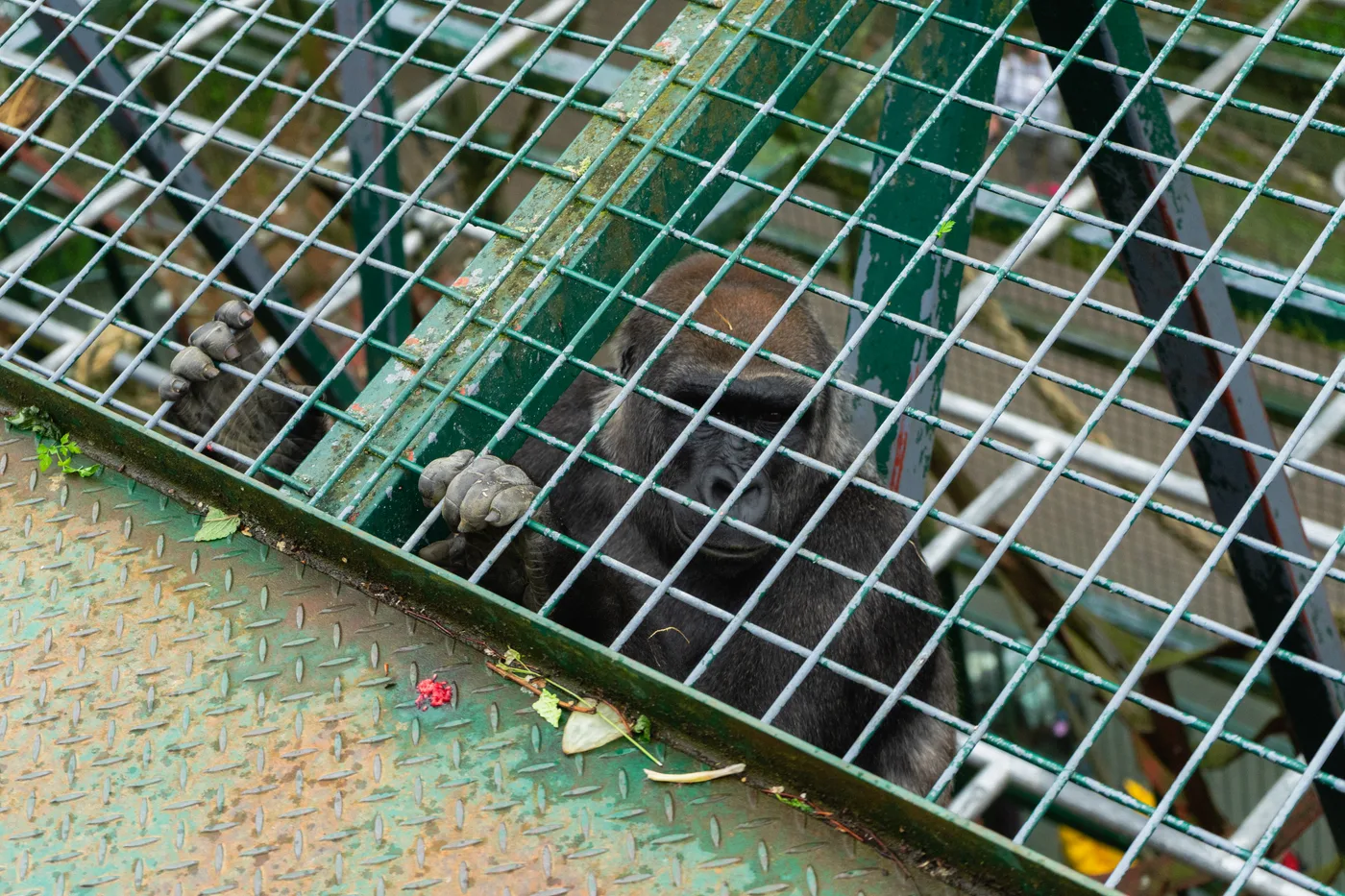 Port Lympne May 2025 - Portlympne 02931