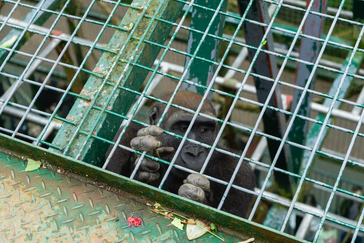 Port Lympne May 2025 - Portlympne 02938