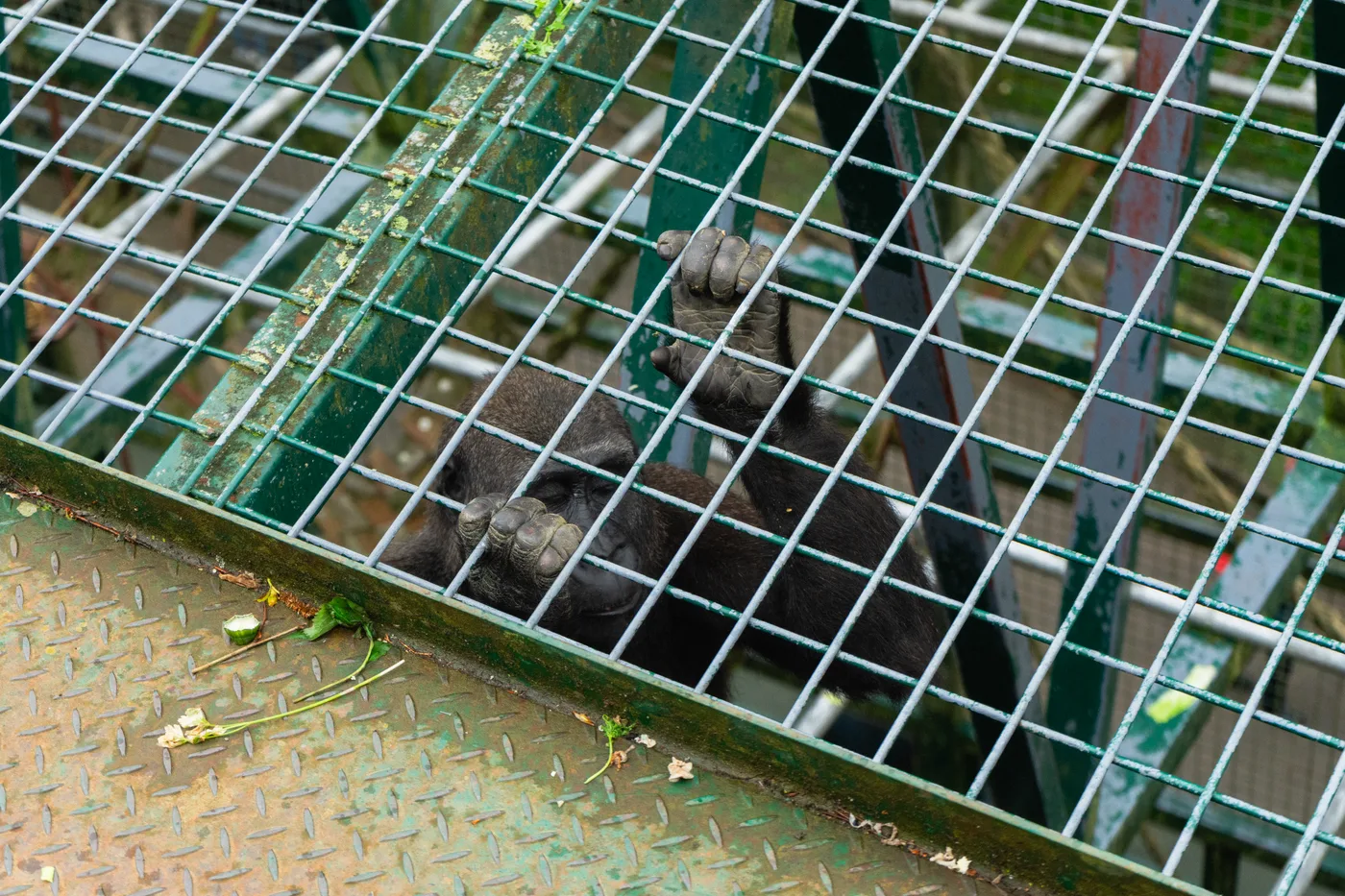 Port Lympne May 2025 - Portlympne 02944