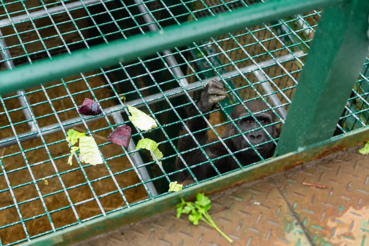Port Lympne May 2025 - Portlympne 02948