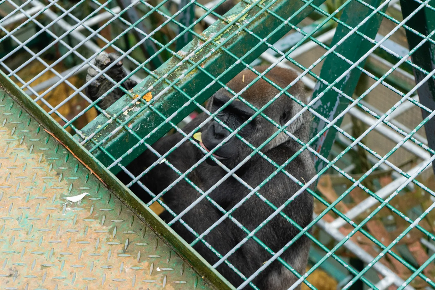 Port Lympne May 2025 - Portlympne 02952