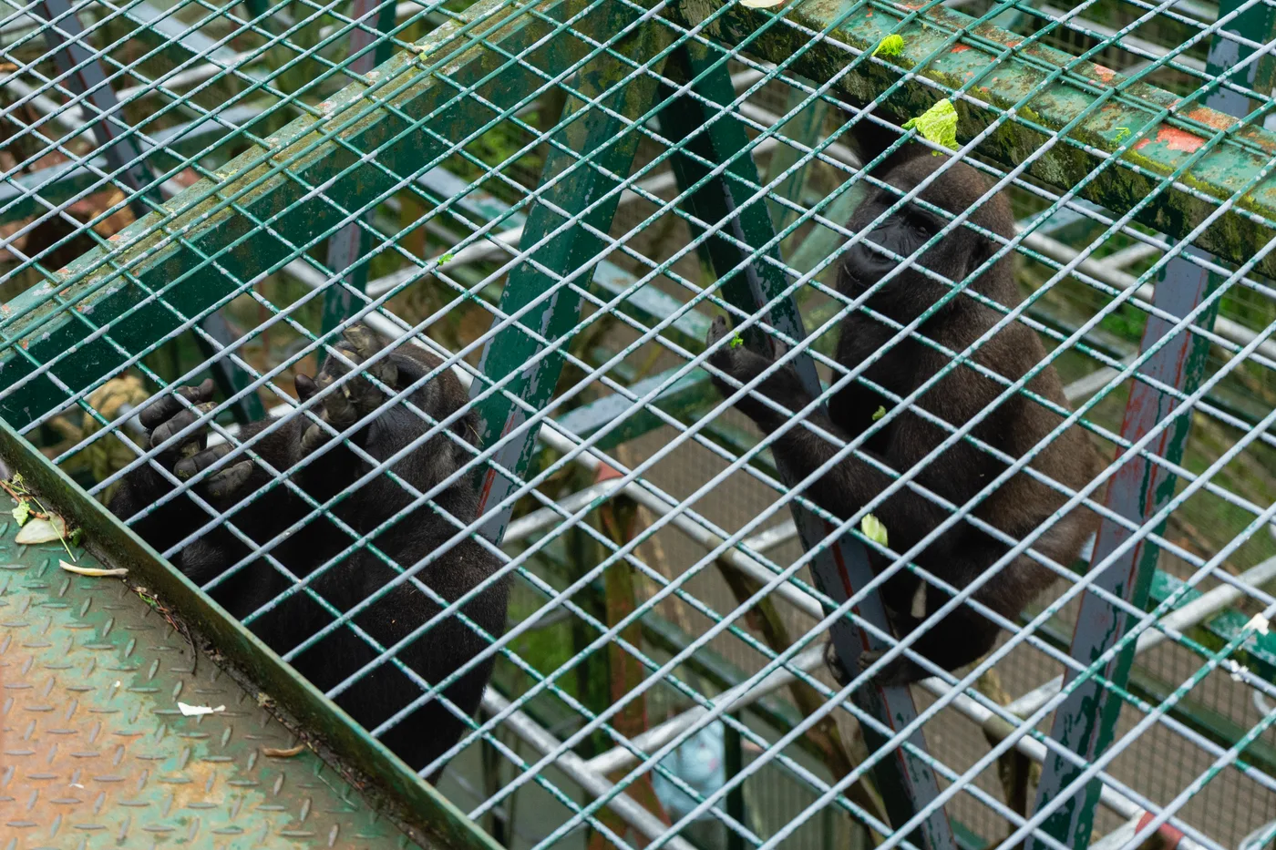 Port Lympne May 2025 - Portlympne 02953