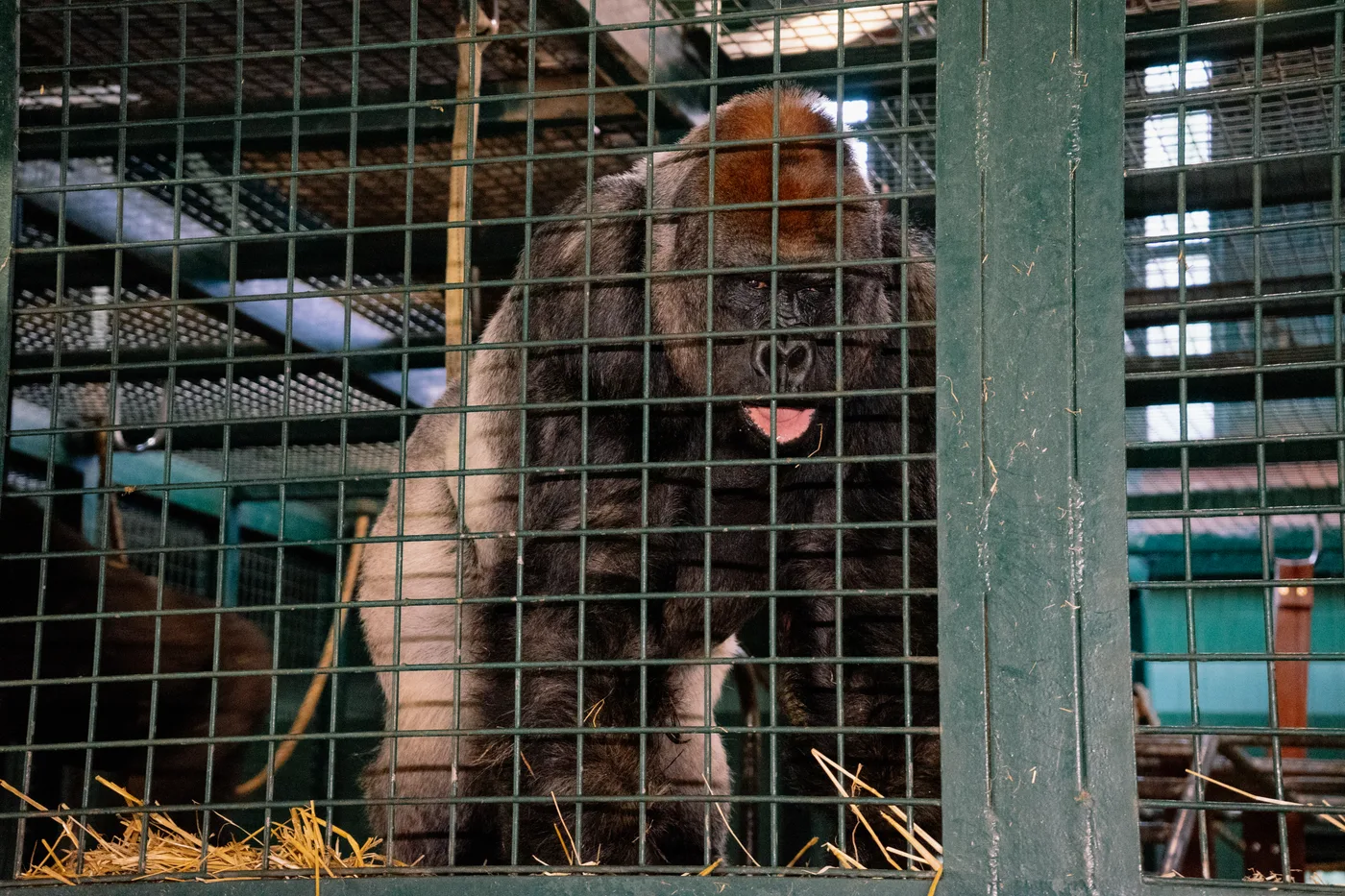 Port Lympne May 2025 - Portlympne 02961