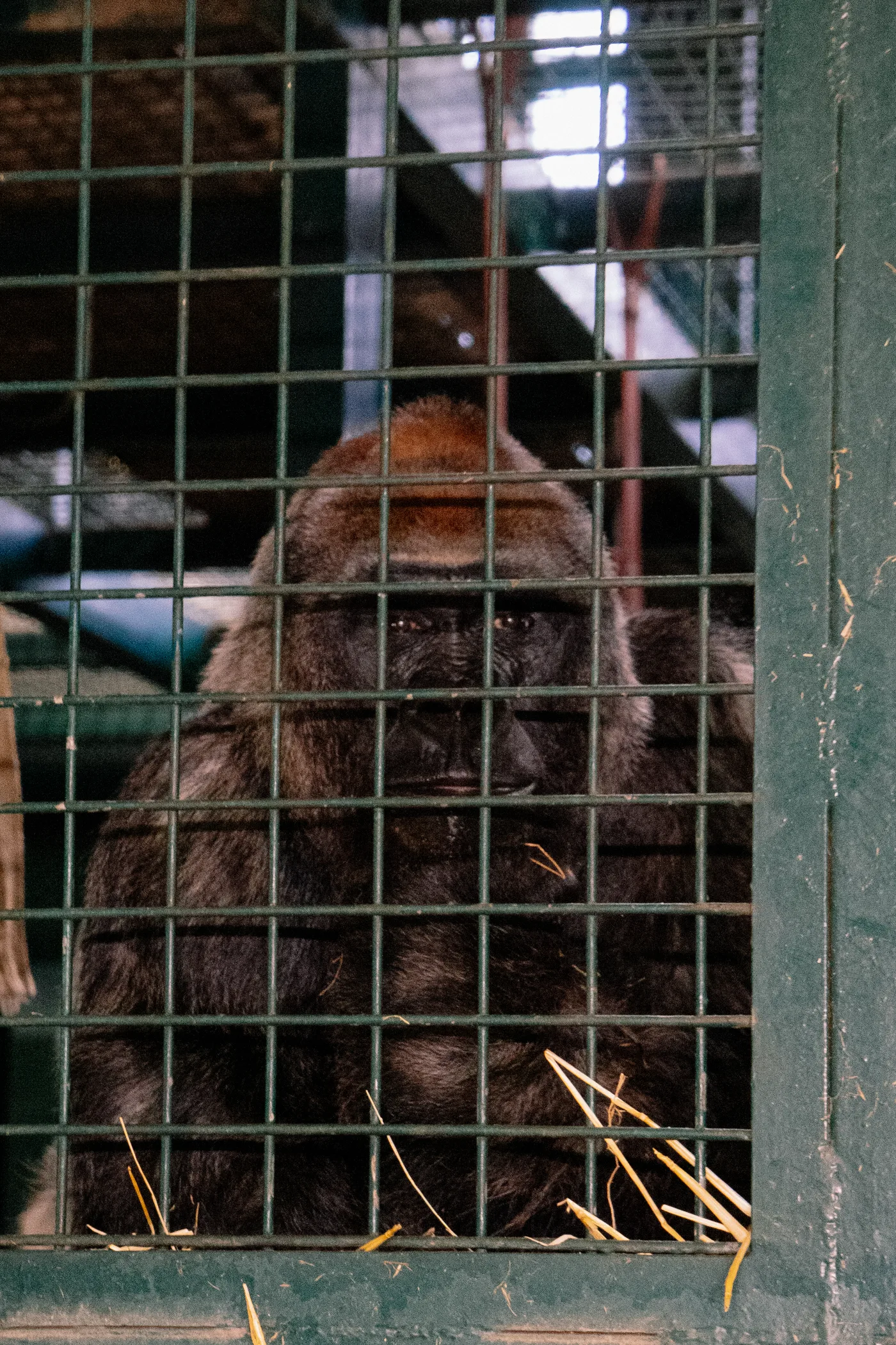 Port Lympne May 2025 - Portlympne 02967