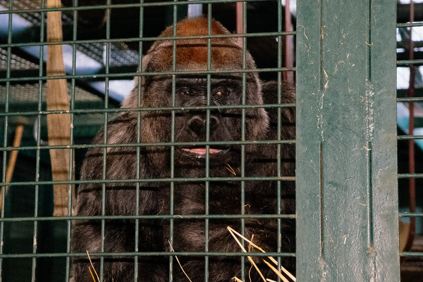 Port Lympne May 2025 - Portlympne 02969