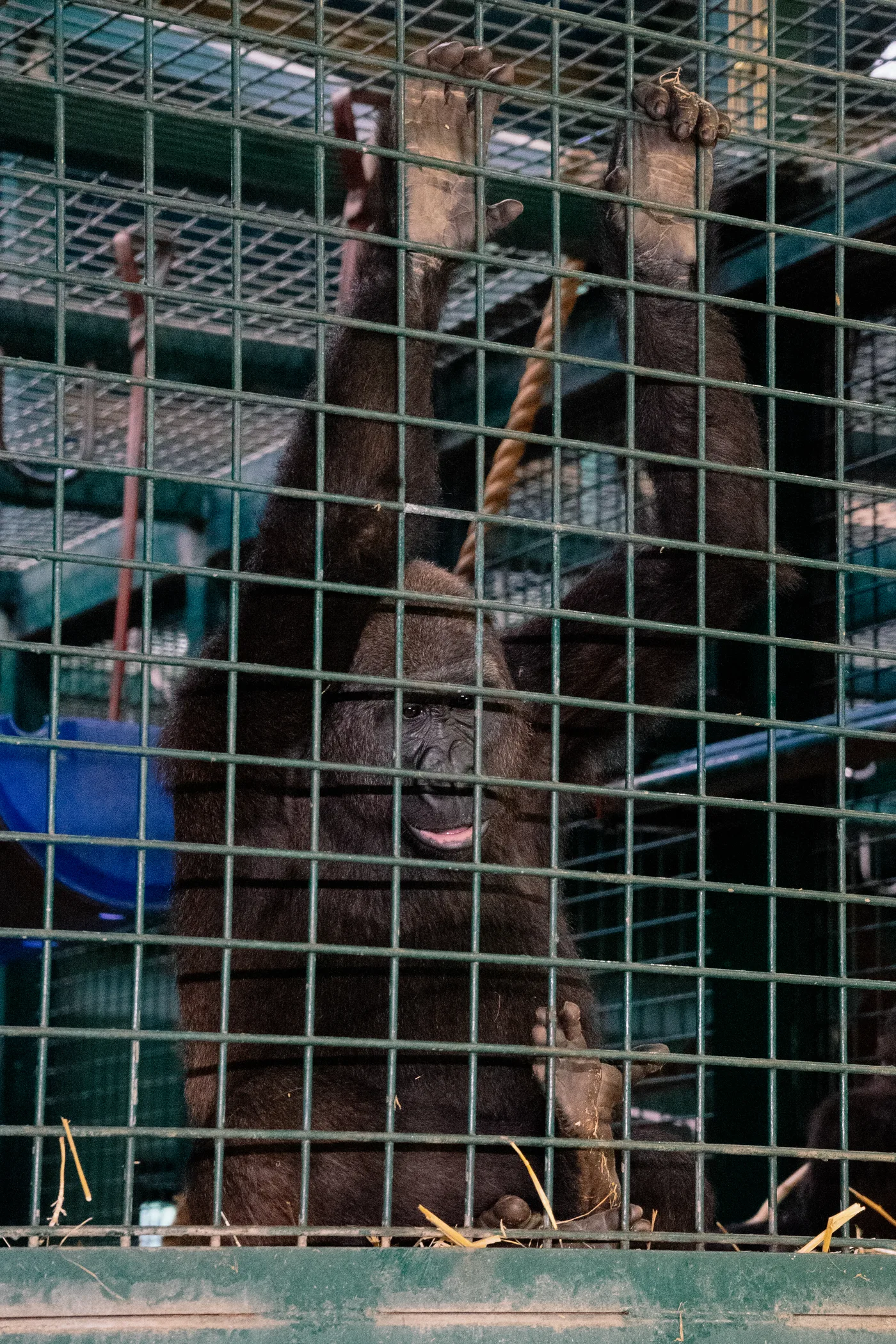 Port Lympne May 2025 - Portlympne 02971