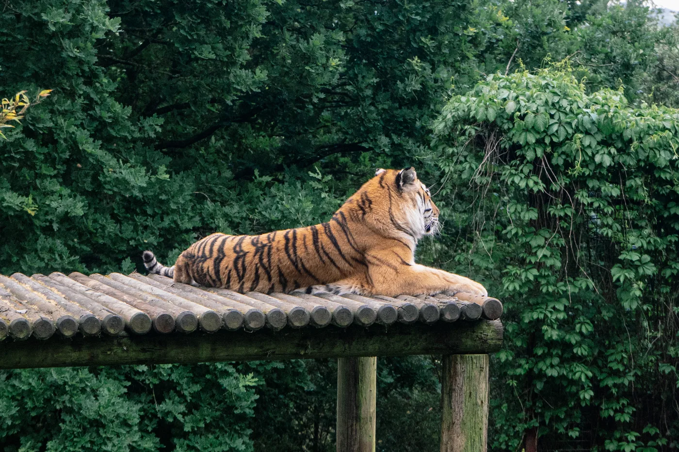 Port Lympne May 2025 - Portlympne 02982