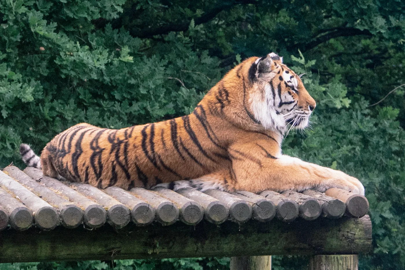Port Lympne May 2025 - Portlympne 02986