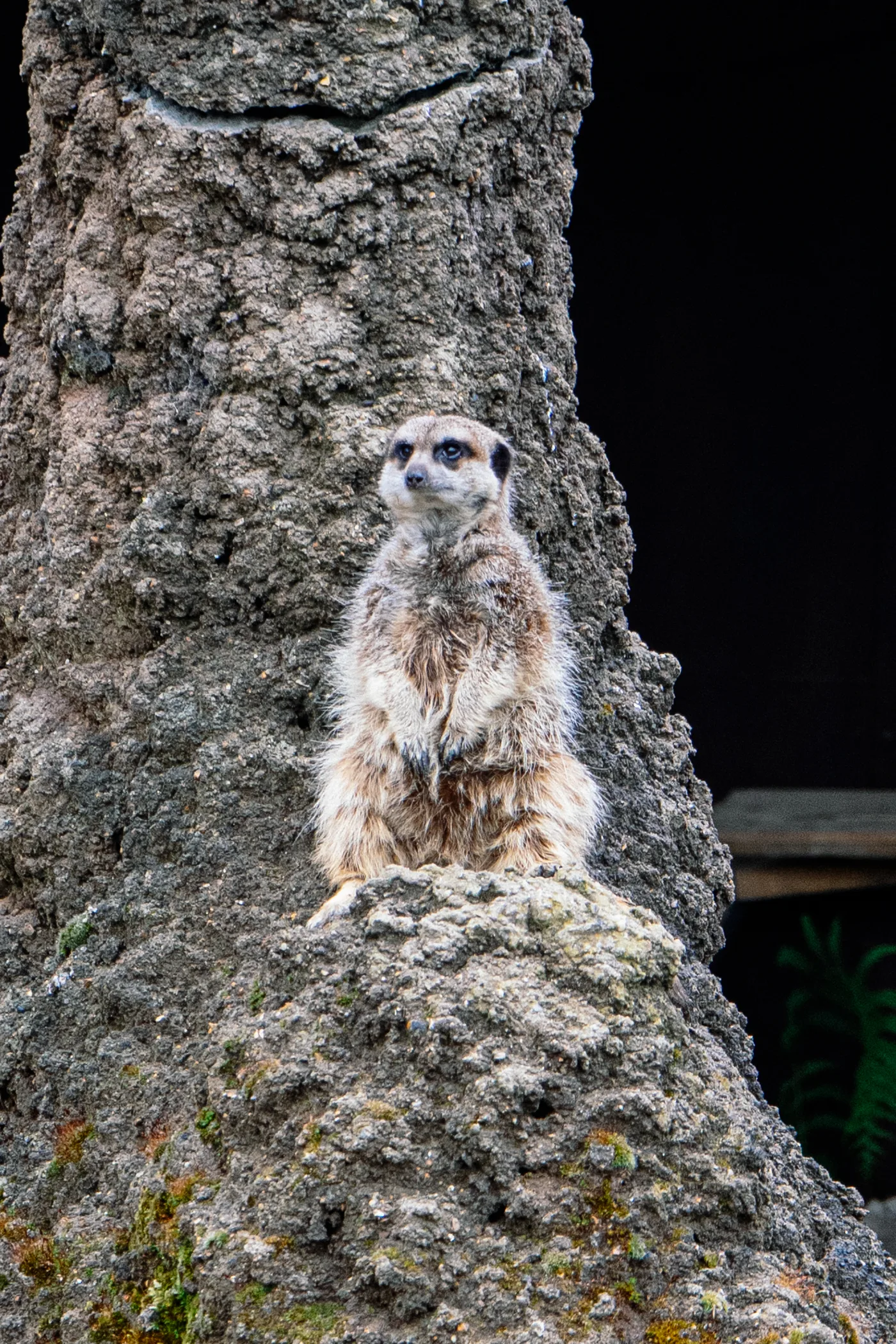 Port Lympne May 2025 - Portlympne 02989
