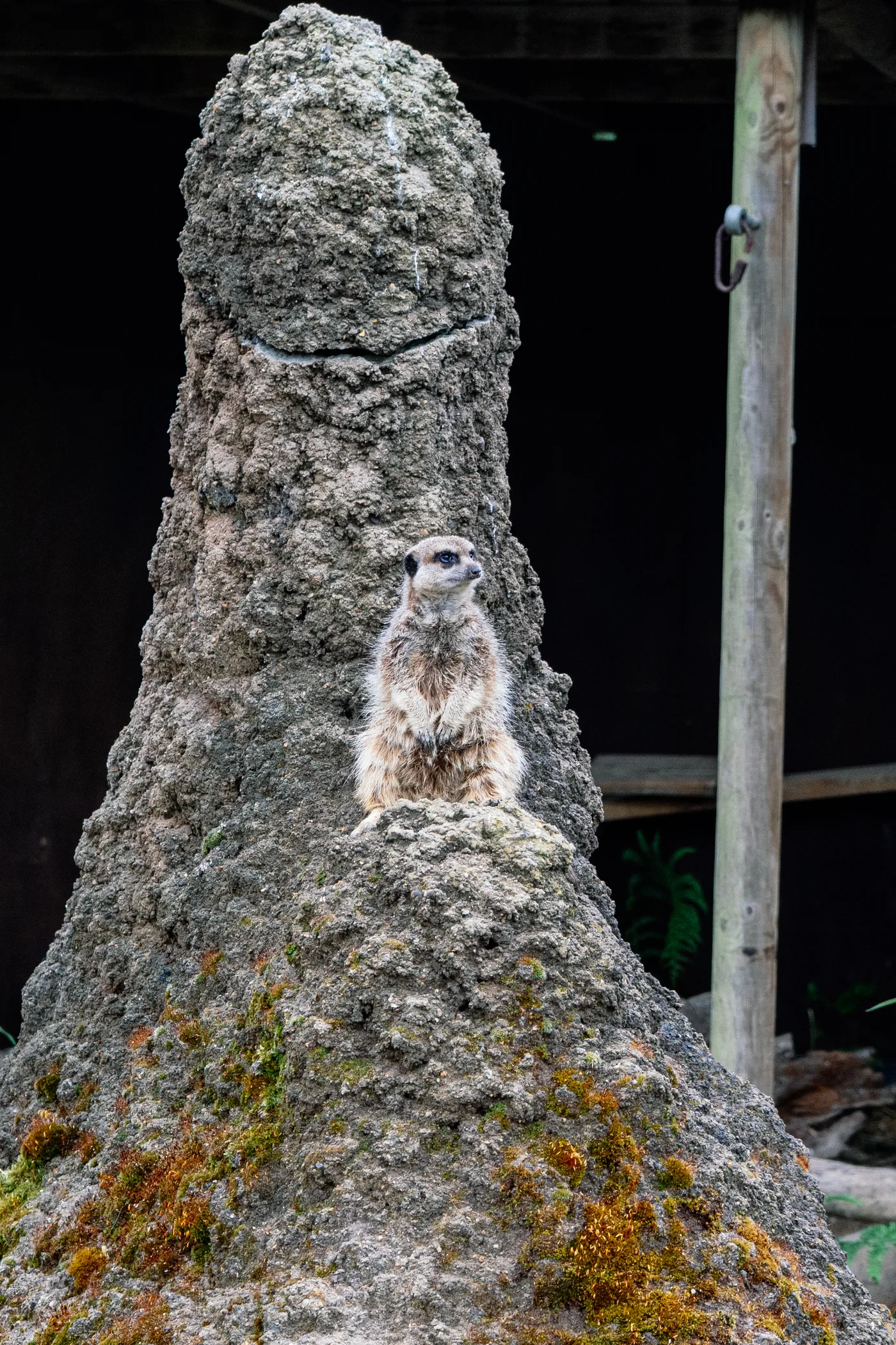 Port Lympne May 2025 - Portlympne 02990
