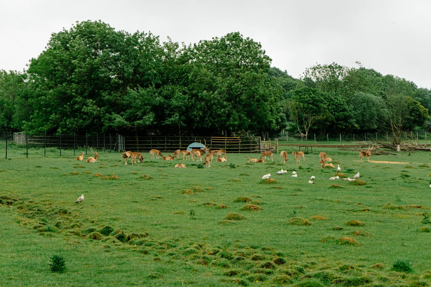 Port Lympne May 2025 - Portlympne 02992