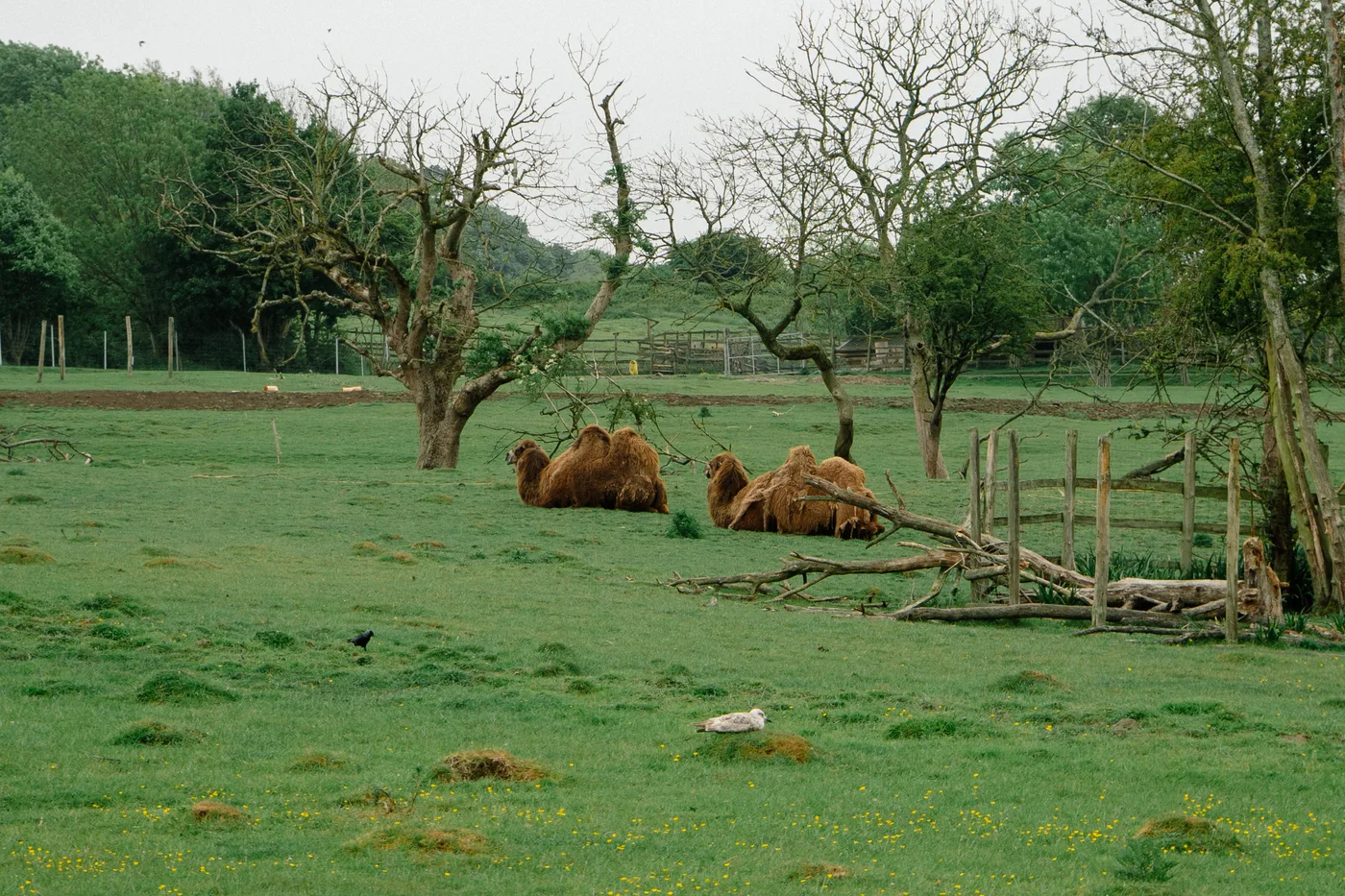 Port Lympne May 2025 - Portlympne 02996