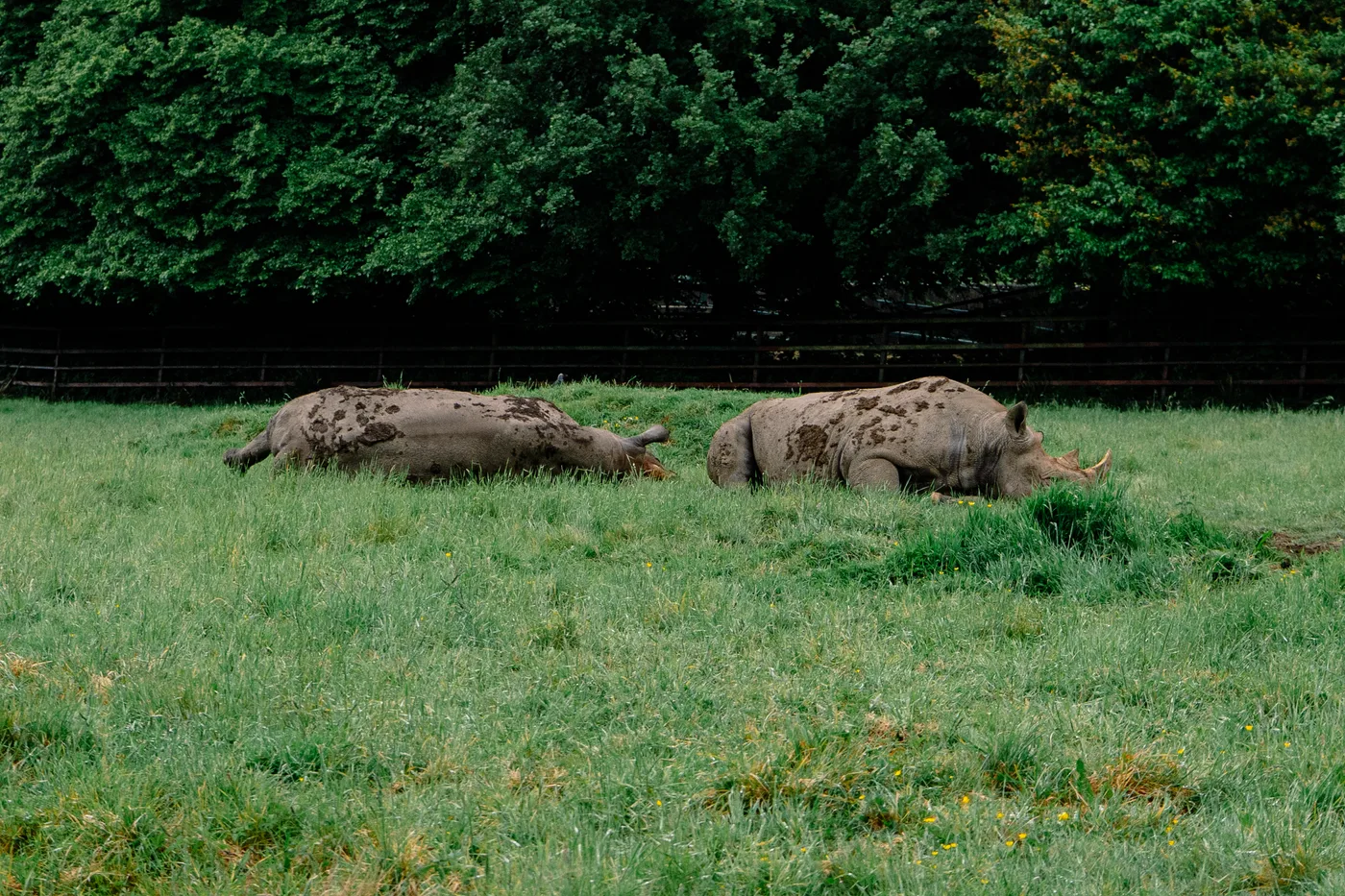 Port Lympne May 2025 - Portlympne 03012