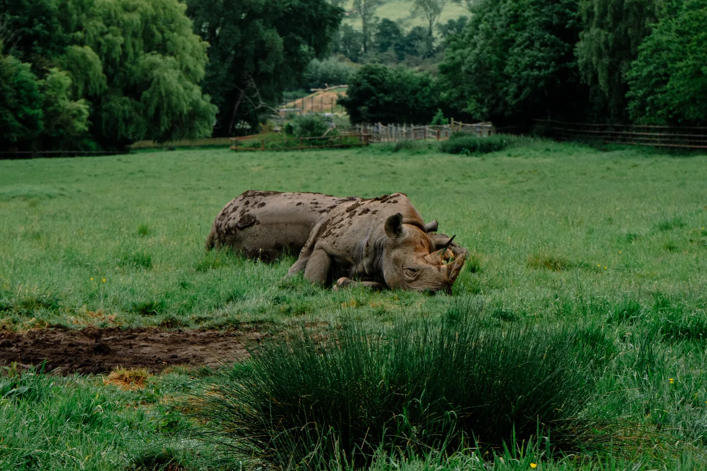 Port Lympne May 2025 - Portlympne 03014