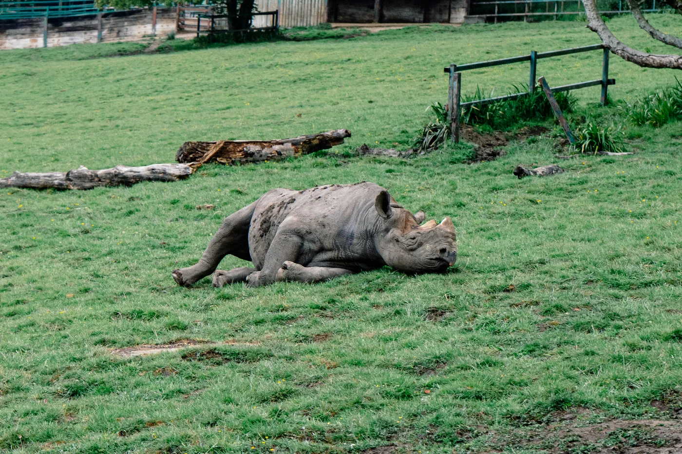 Port Lympne May 2025 - Portlympne 03027