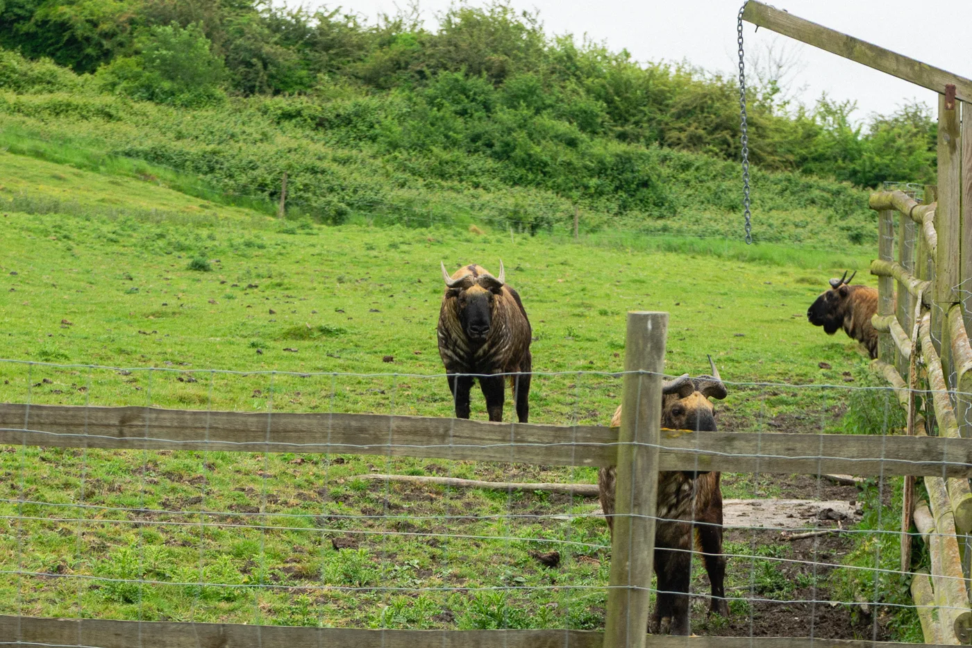 Port Lympne May 2025 - Portlympne 03051