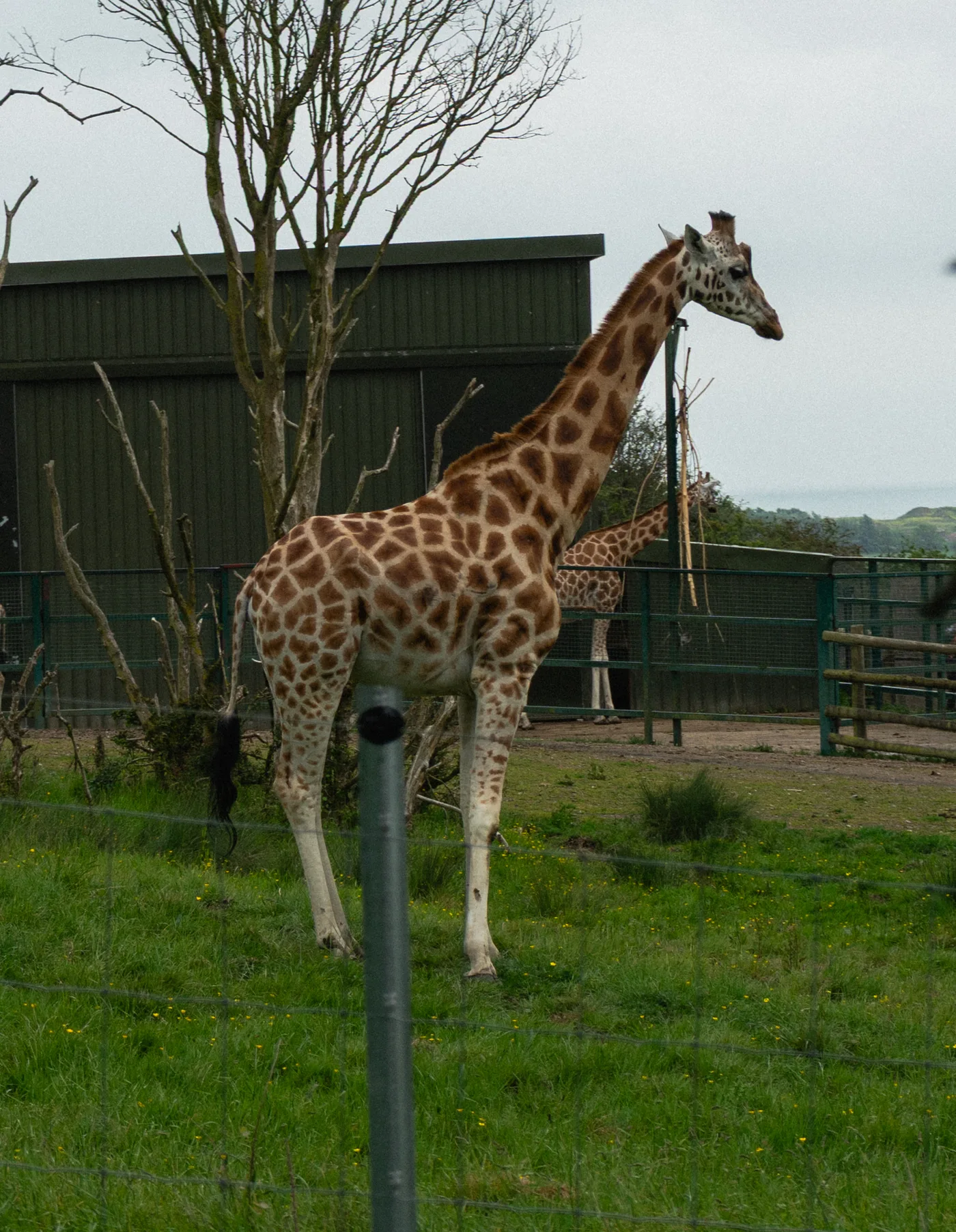 Port Lympne May 2025 - Portlympne 03055