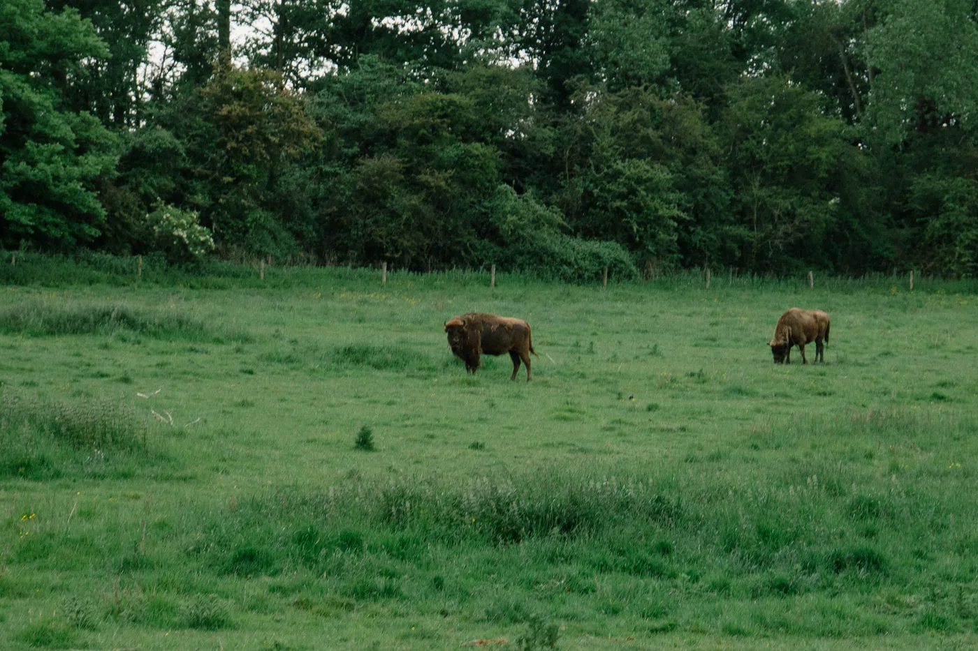 Port Lympne May 2025 - Portlympne 03061