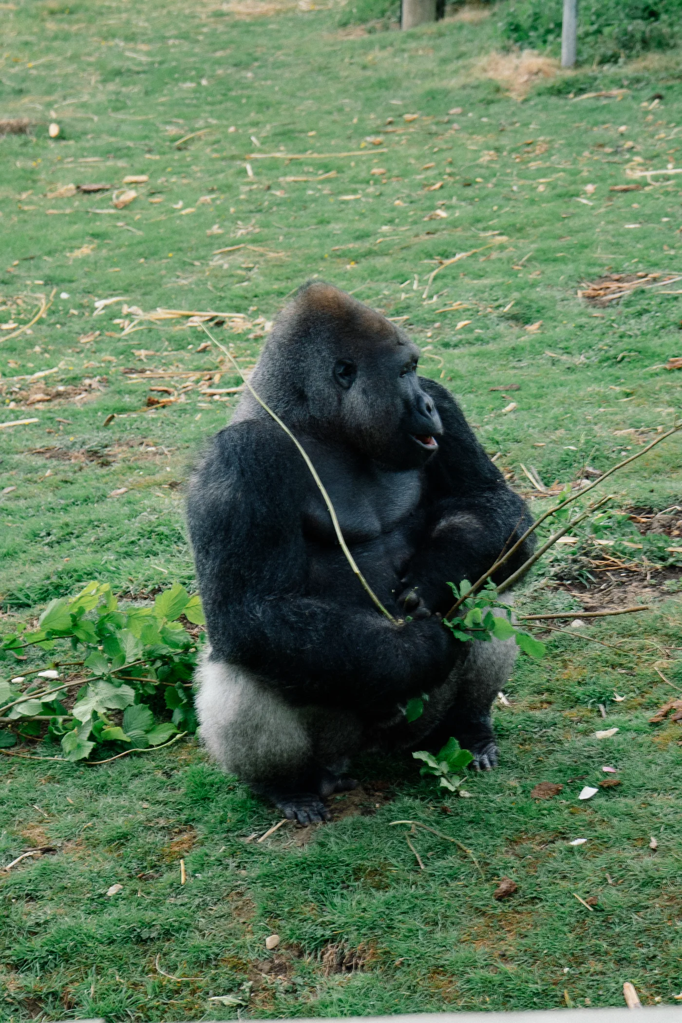 Port Lympne May 2025 - Portlympne 03070