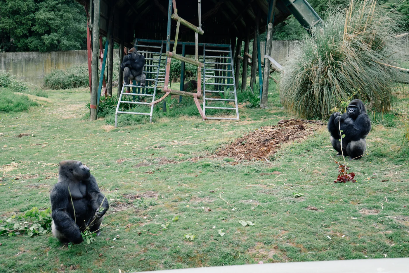 Port Lympne May 2025 - Portlympne 03072