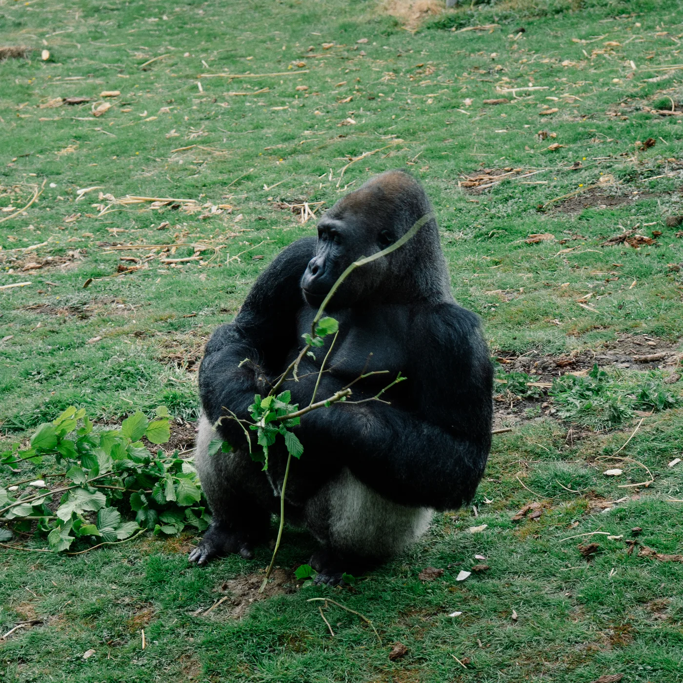 Port Lympne May 2025 - Portlympne 03073