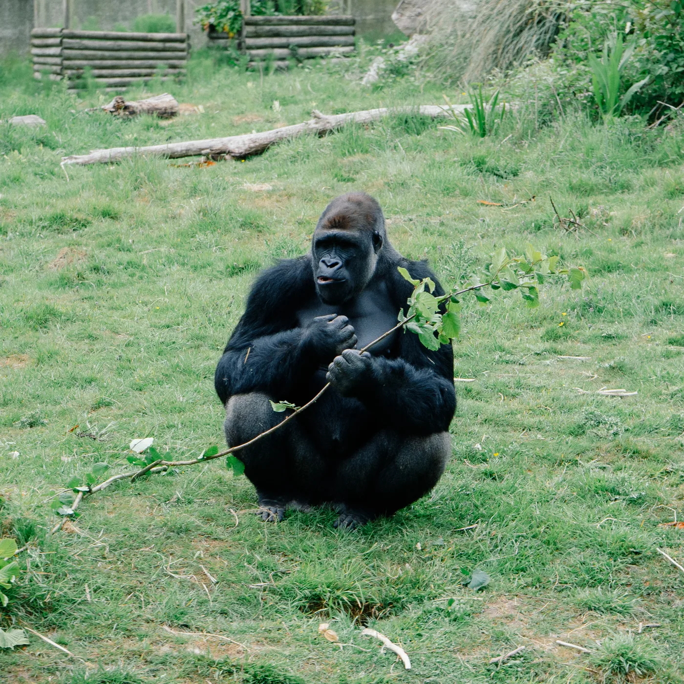 Port Lympne May 2025 - Portlympne 03075