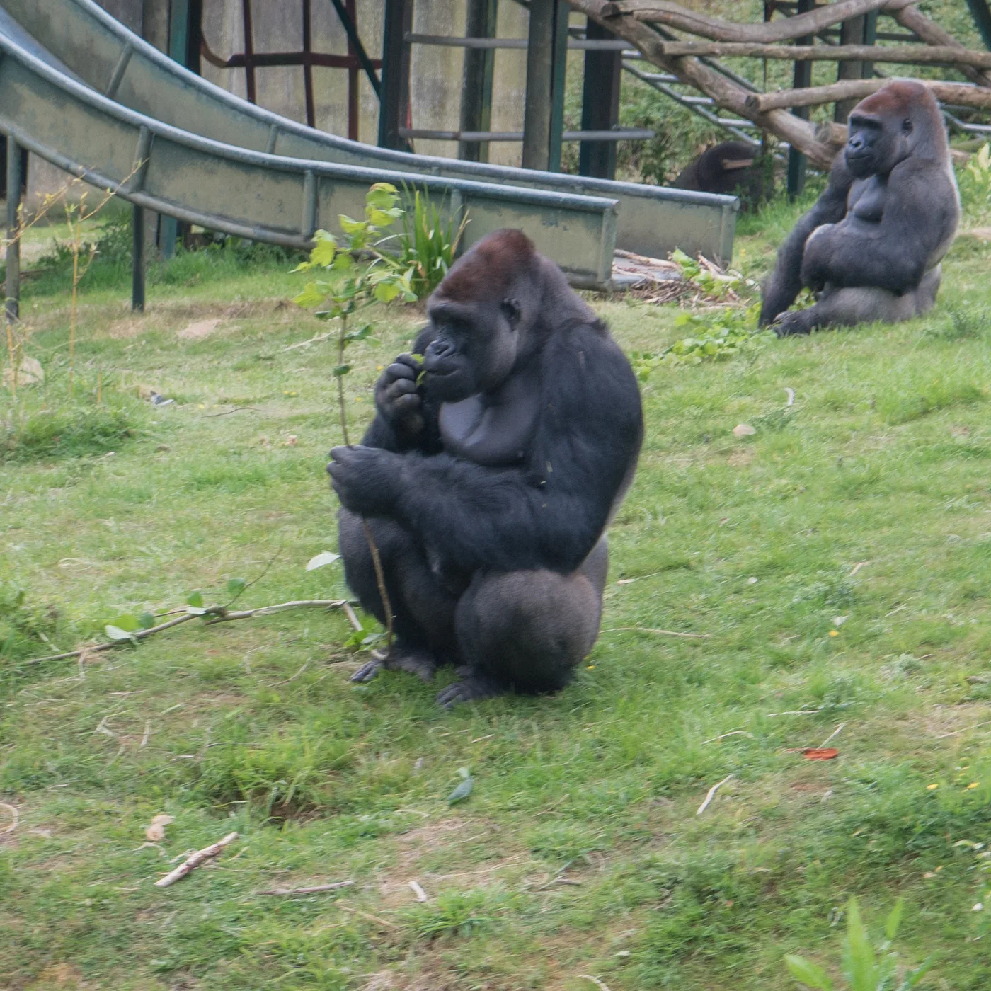 Port Lympne May 2025 - Portlympne 03078