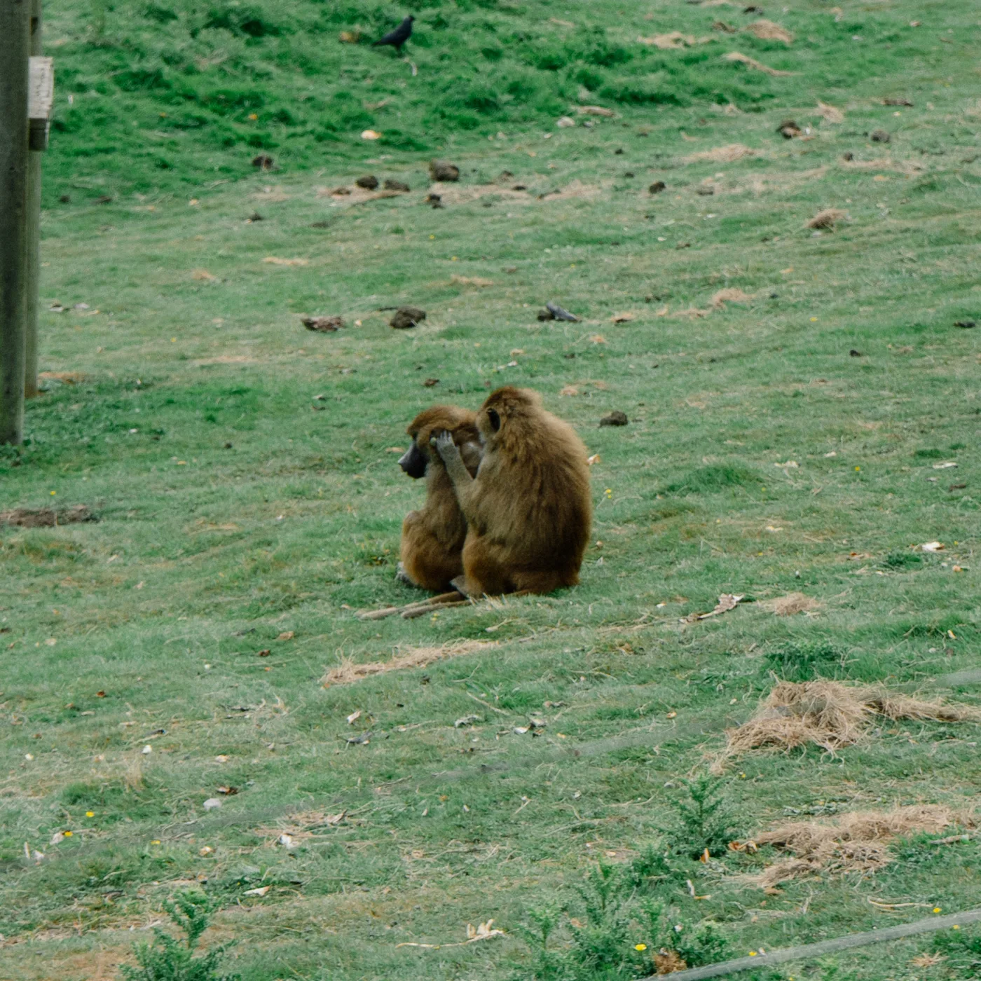 Port Lympne May 2025 - Portlympne 03083